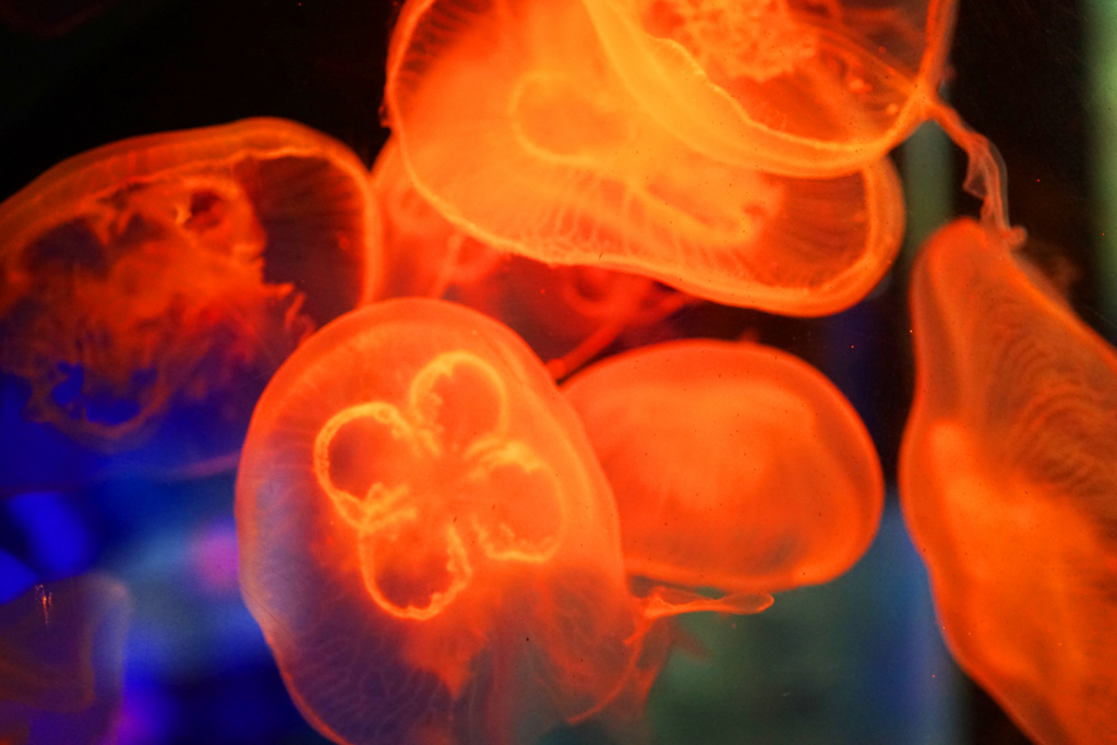 f:id:dantra:20170505184241j:plain