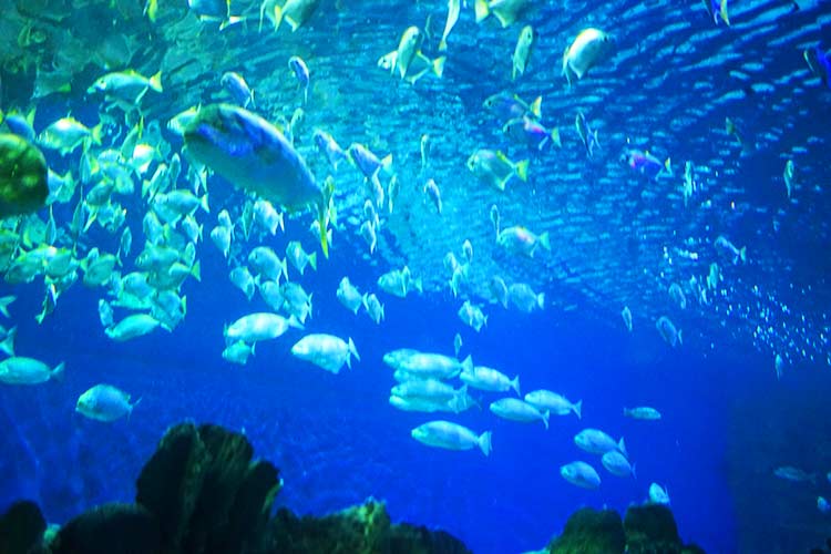 クアラルンプール水族館