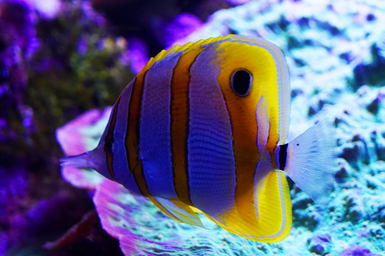 熱帯魚 熱帯魚
