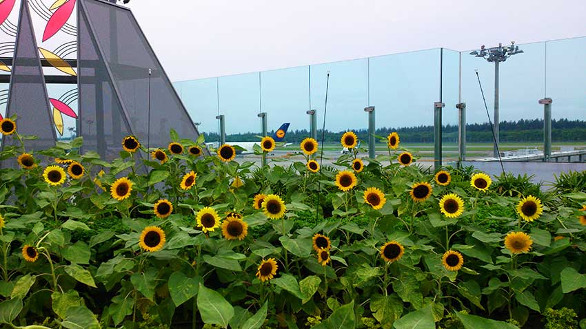 チャンギ空港 チャンギ空港