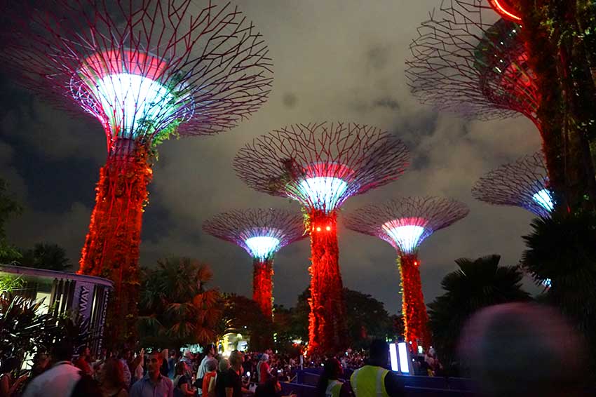 バオバブ赤 バオバブ赤