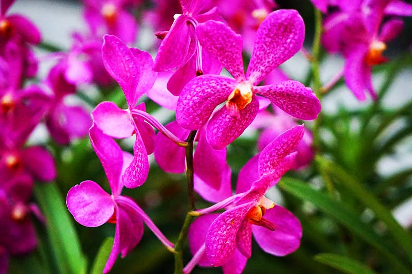 ガーデン・バイ・ザ・ベイ ガーデン・バイ・ザ・ベイ