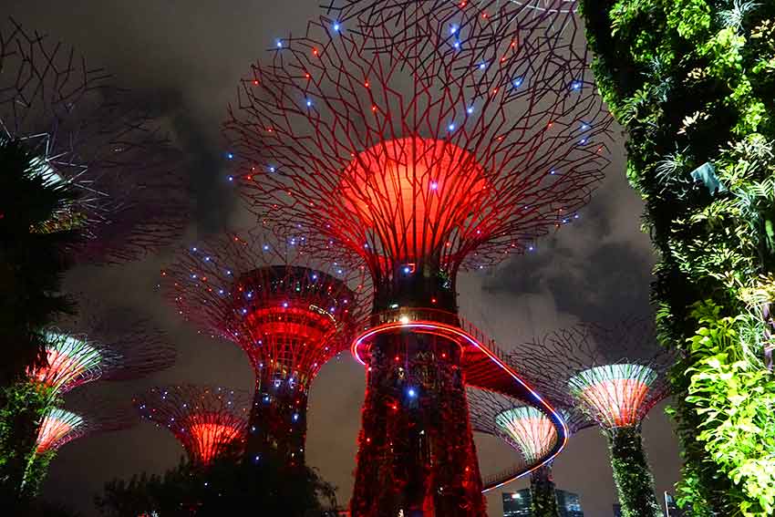 赤バオバブ 赤バオバブ