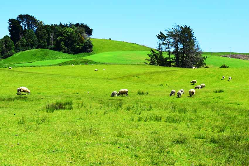 ニュージーランド ニュージーランド