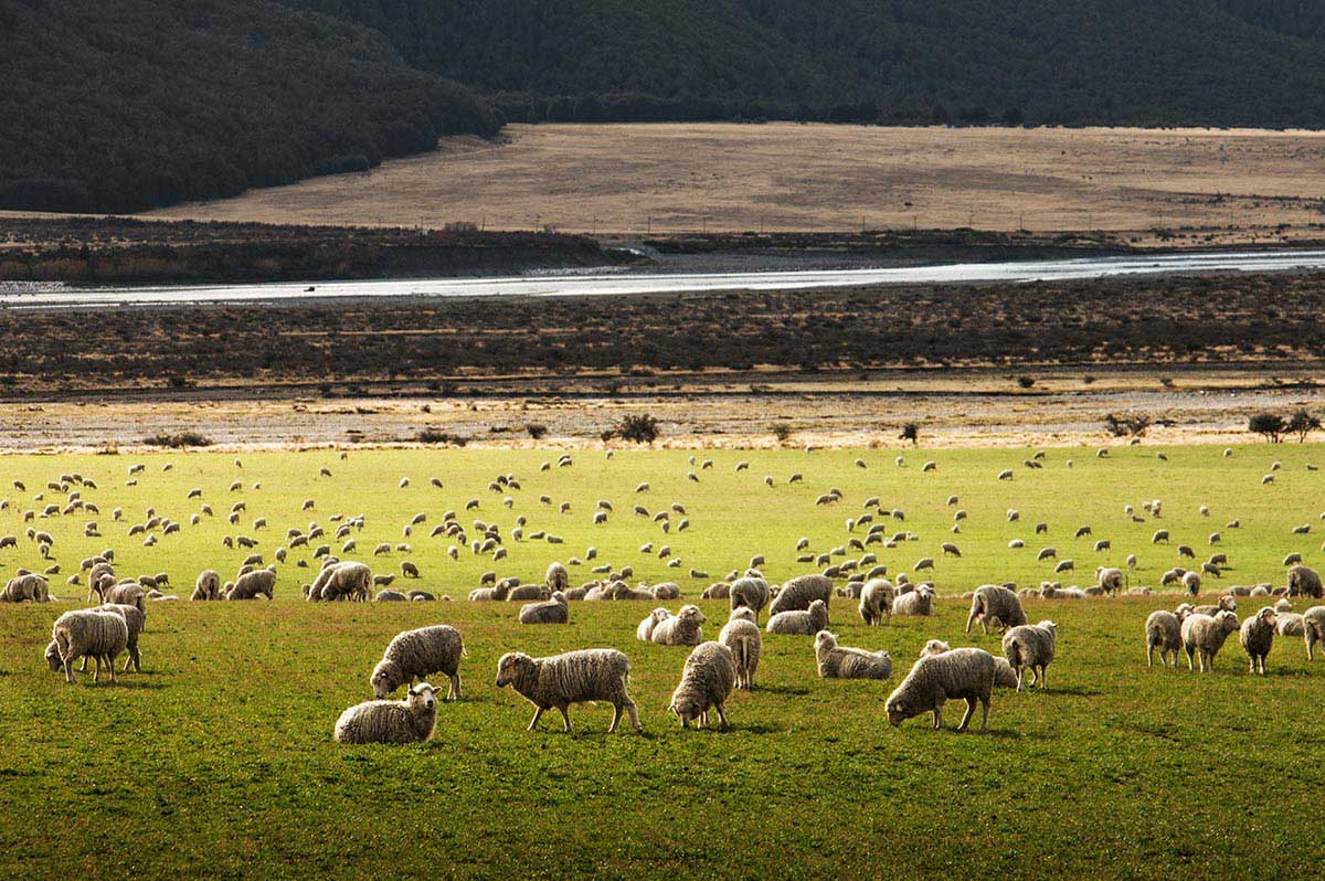 ニュージーランド