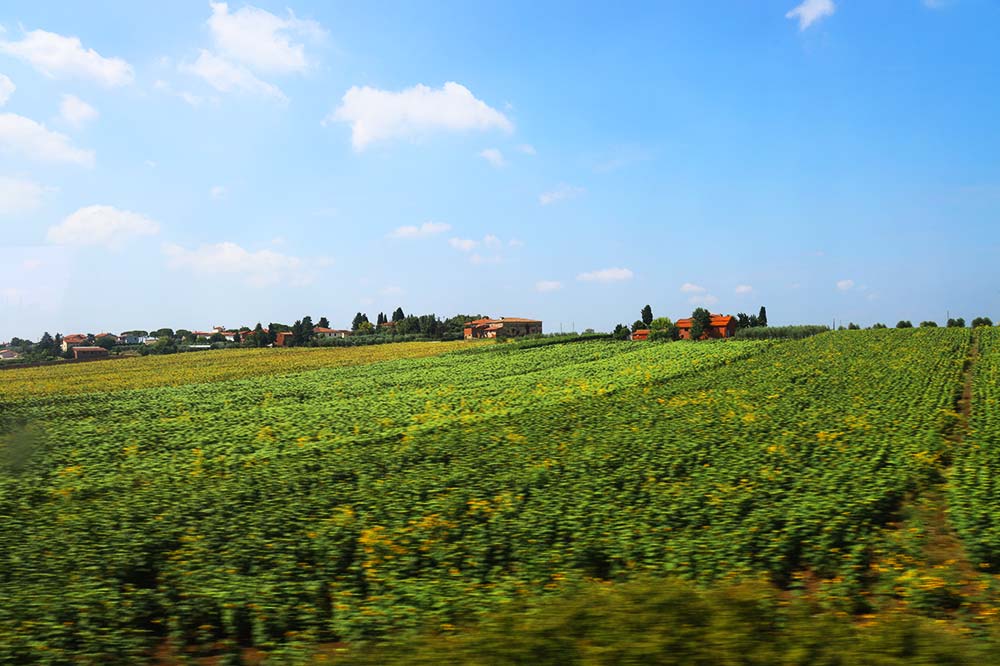 イタリア　葡萄畑
