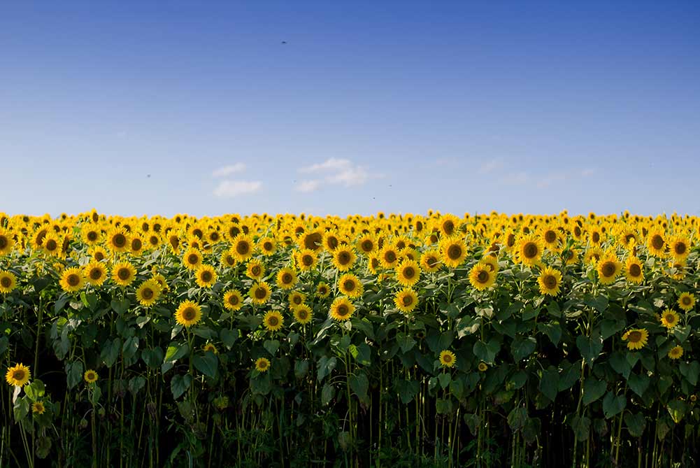 夏の花 夏の花