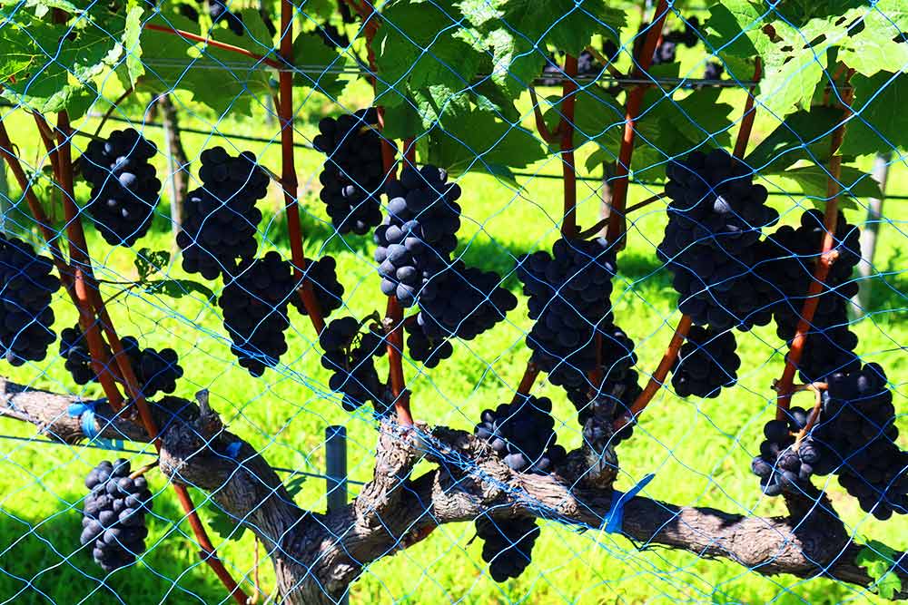 f:id:dantra:20200918001005j:plain f:id:dantra:20200918001005j:plain