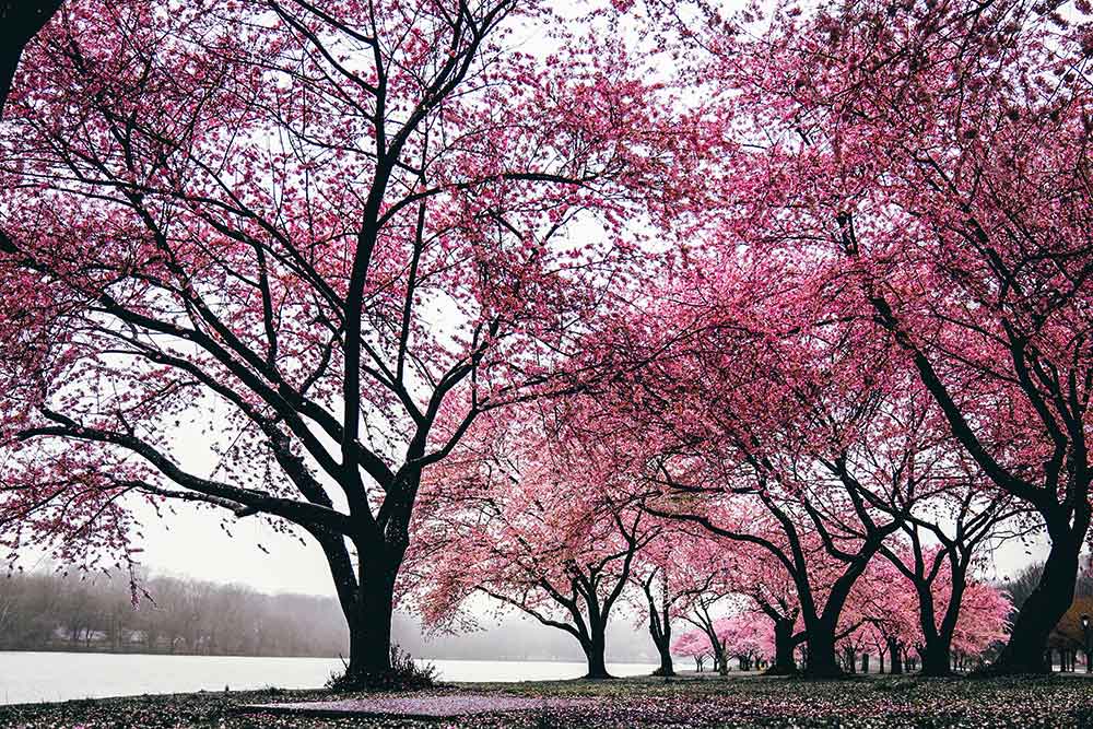 f:id:dantra:20201216182932j:plain