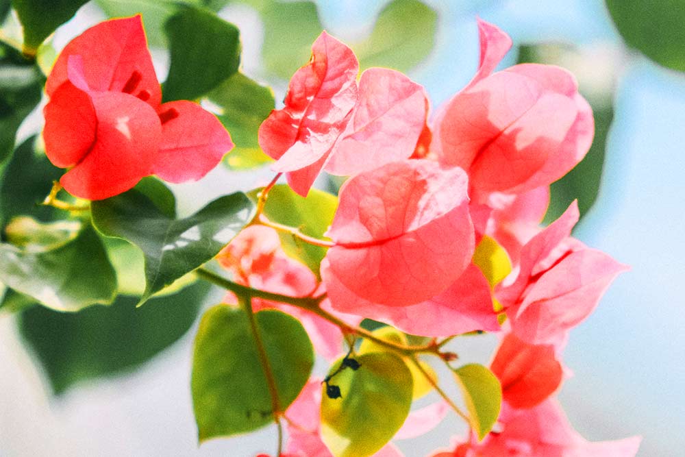 f:id:dantra:20210601104458j:plain