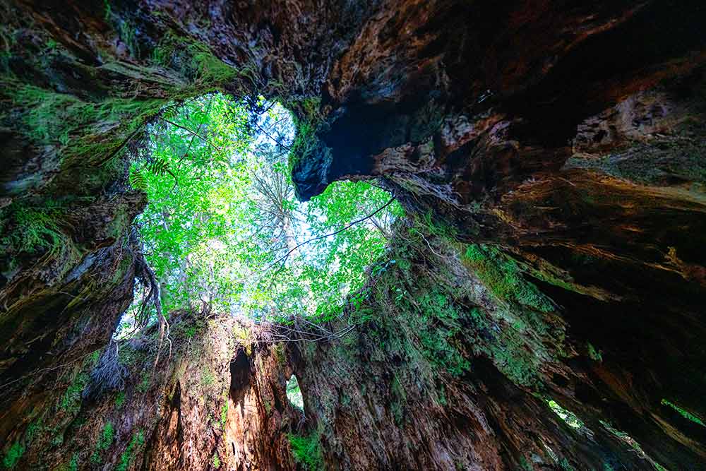 f:id:dantra:20210602154938j:plain