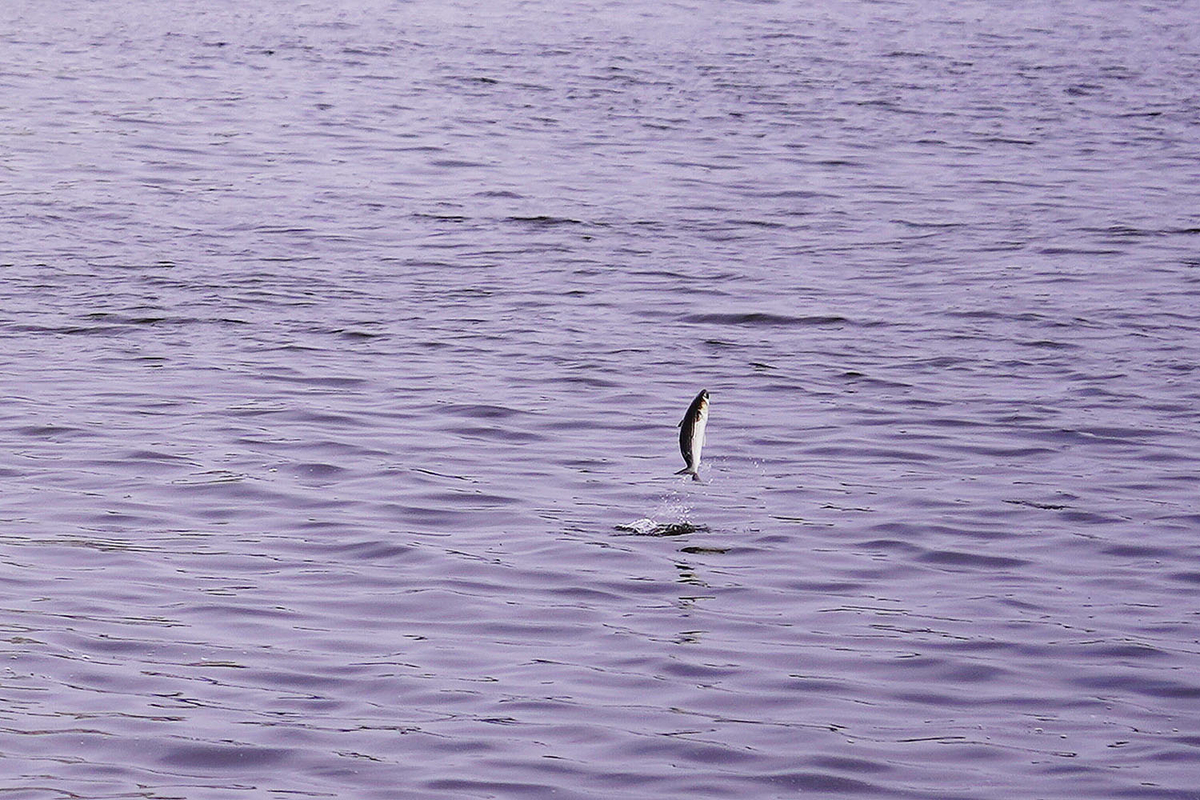 f:id:dantra:20220322195608j:plain