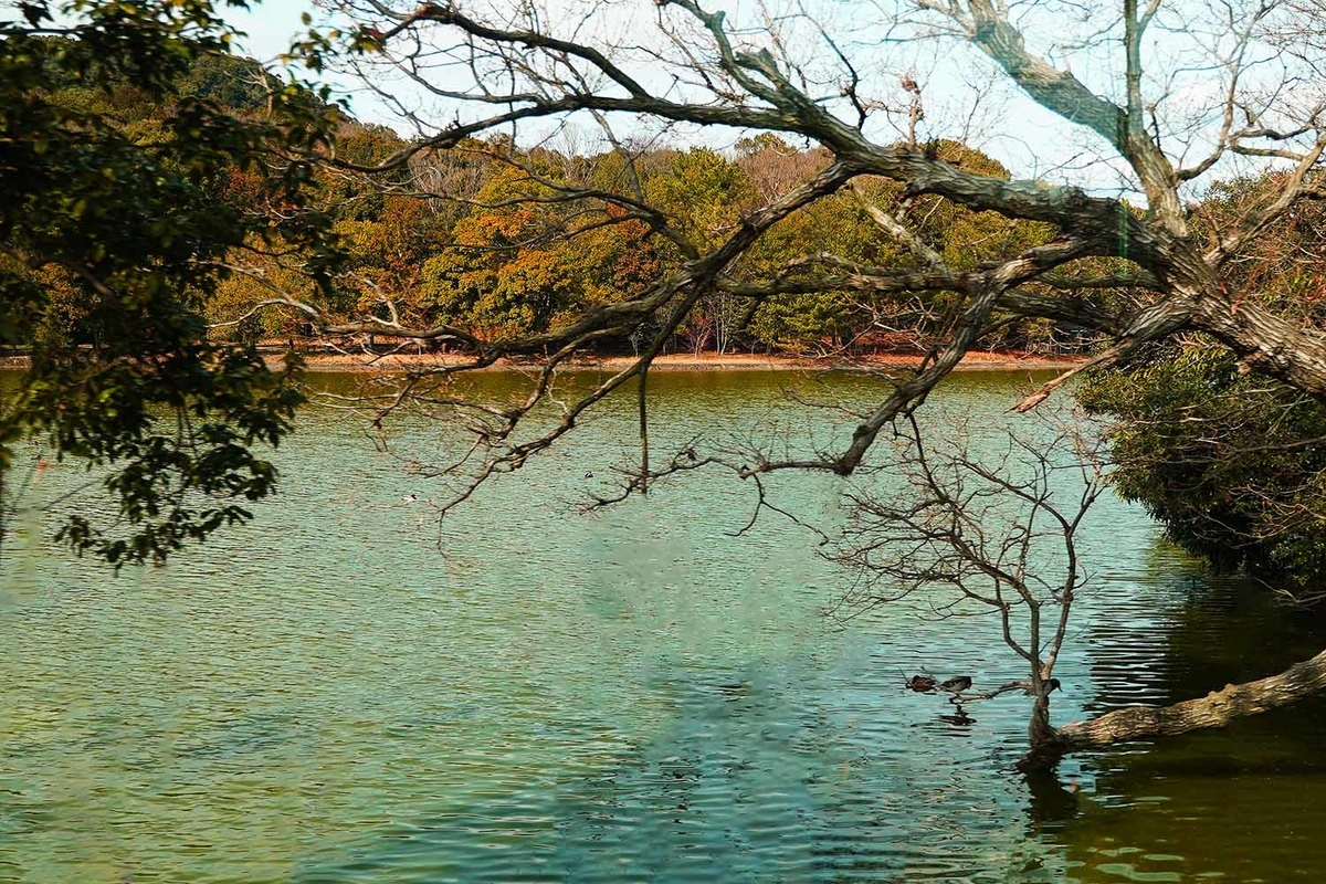 青の交響曲 景色 池