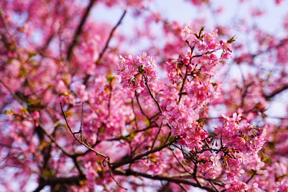 吉野山口駅 桜