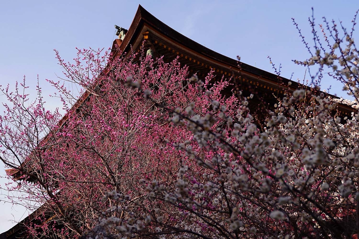 金峯山寺 桜