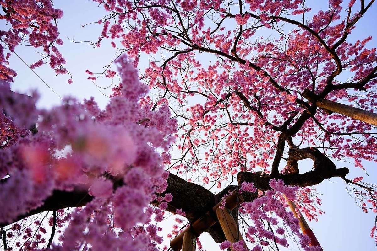 しだれ桜