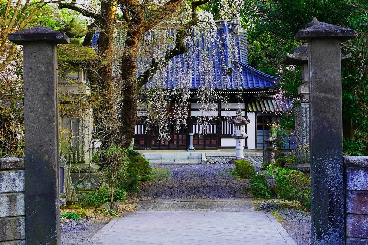 関川寺結城桜