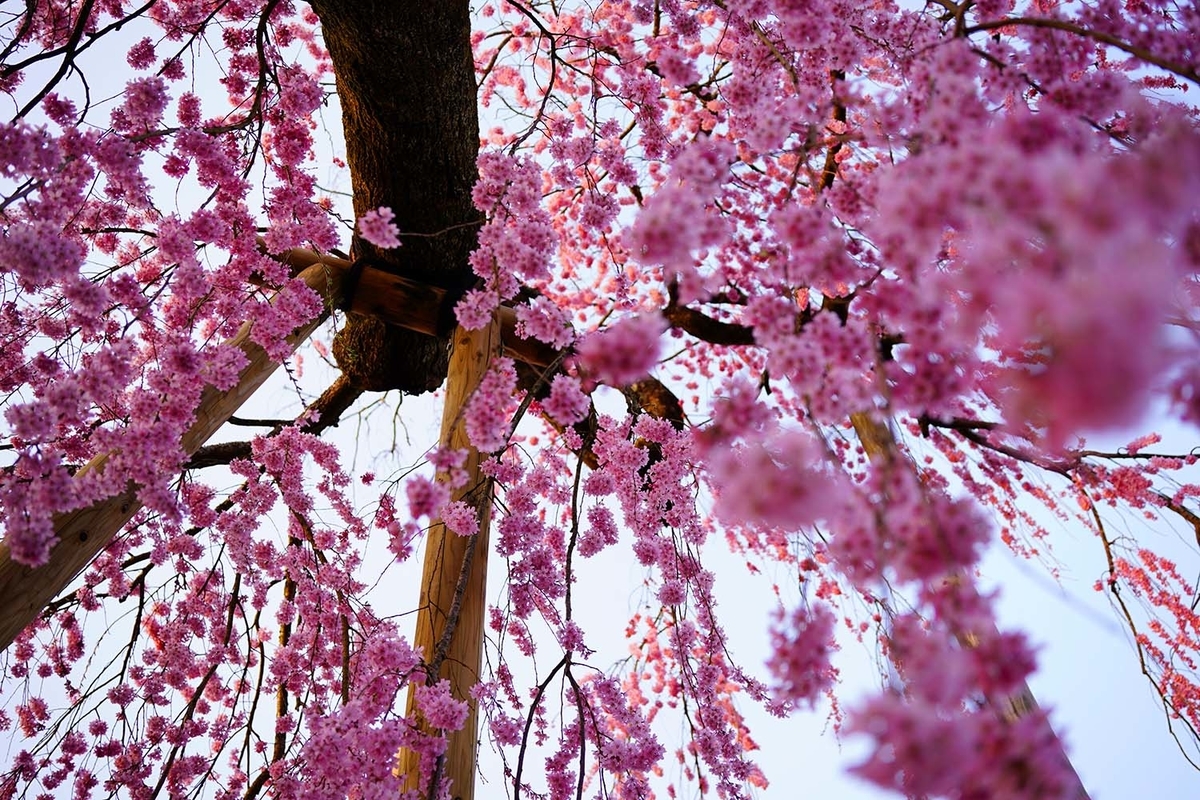 見上げた乙姫桜