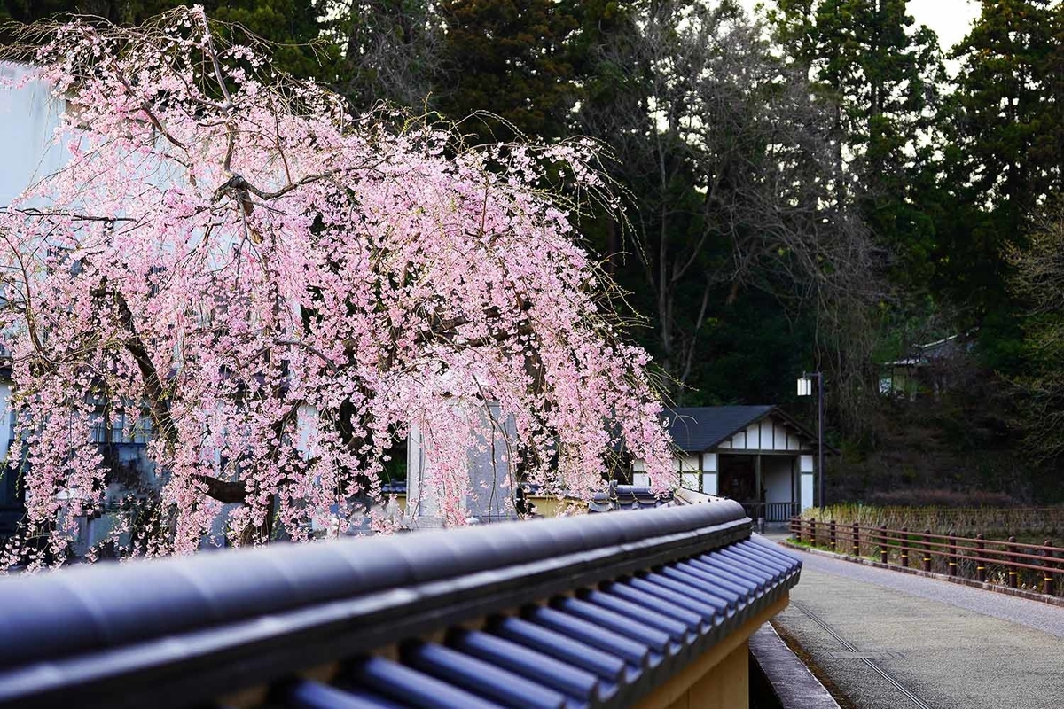 妙閣寺　裏の桜