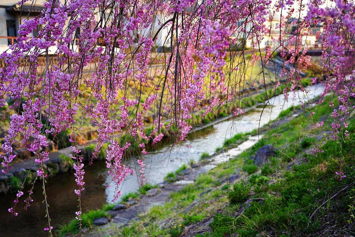 谷津田川 桜