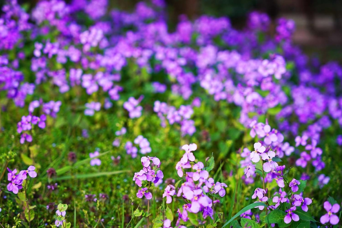 白河　花