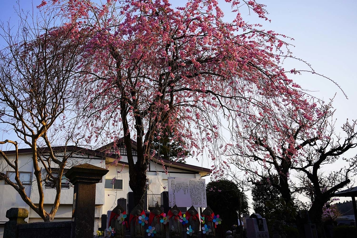 白河　地蔵桜