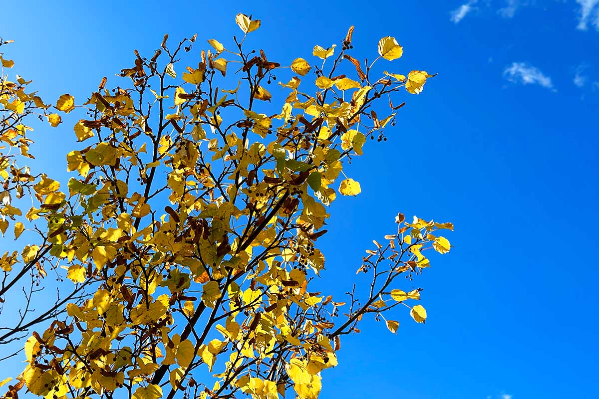 帯広駅前の街路樹