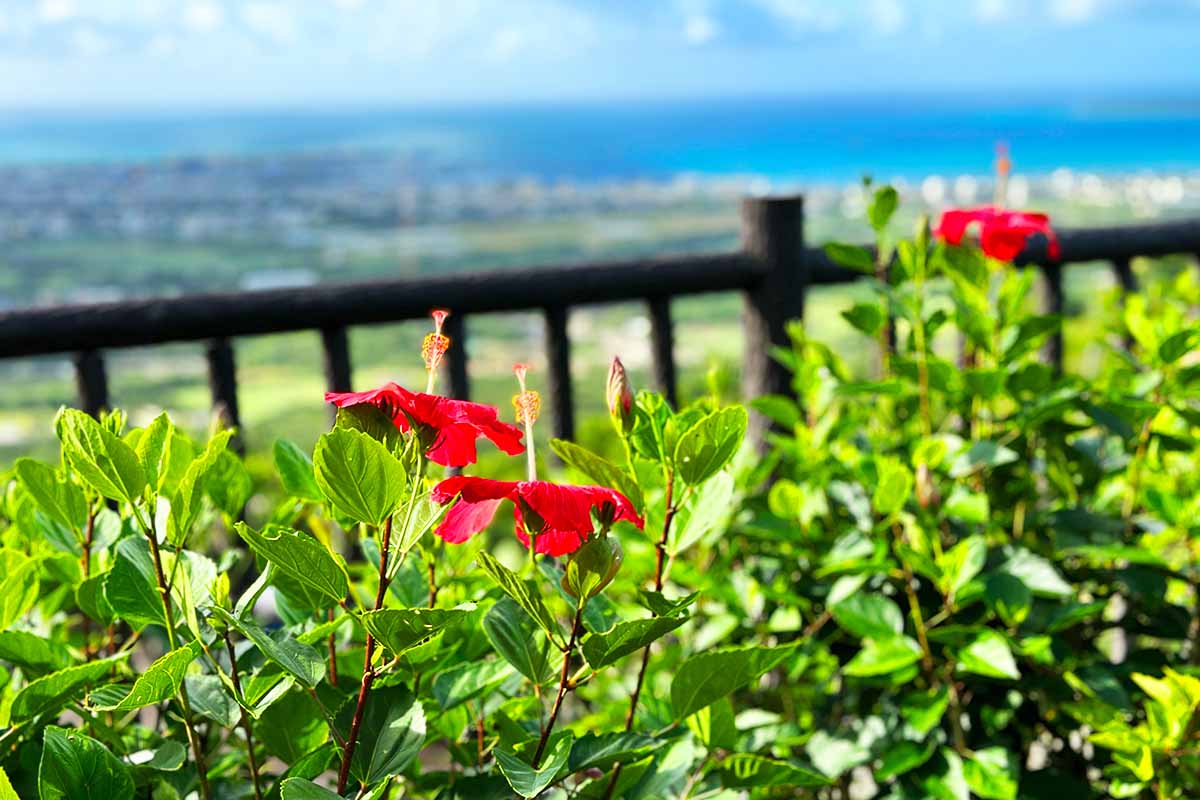 ハイビスカス　石垣