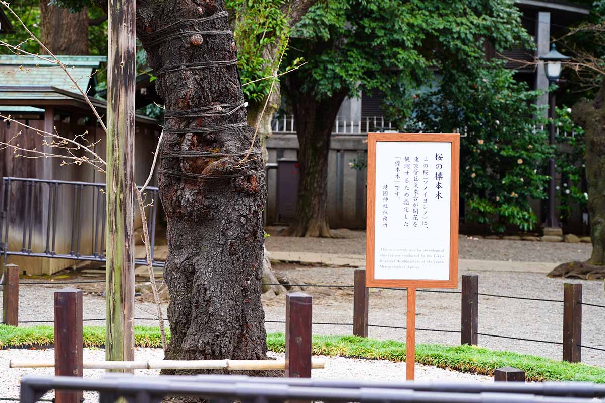 東京の桜の標本木