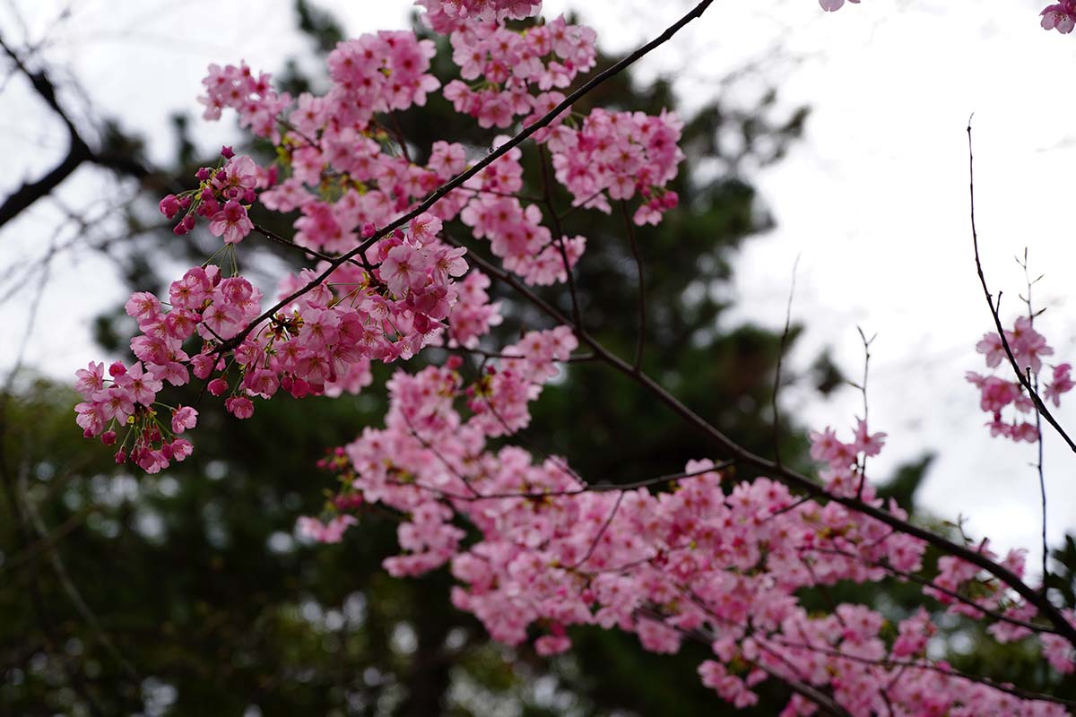 桜
