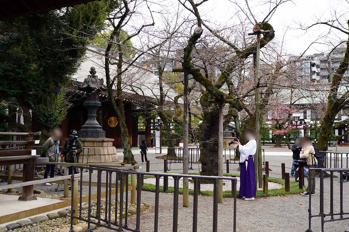靖国神社標本木