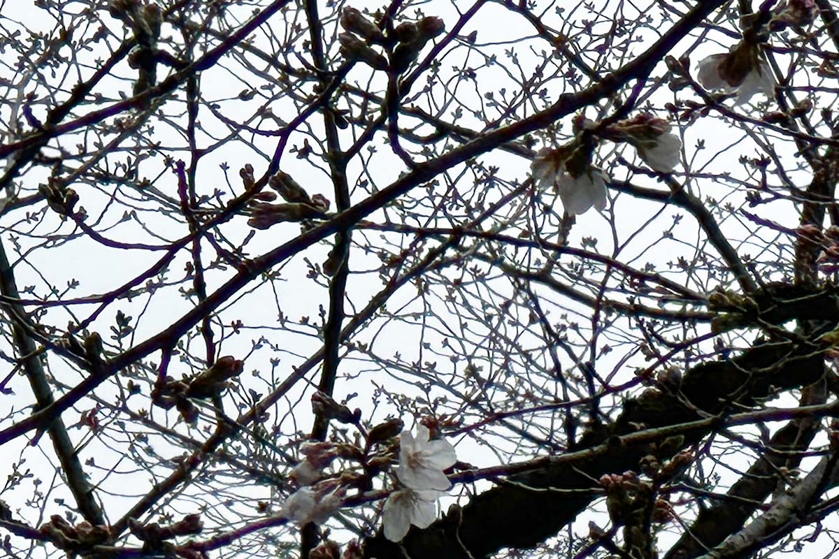 標本木桜　開花