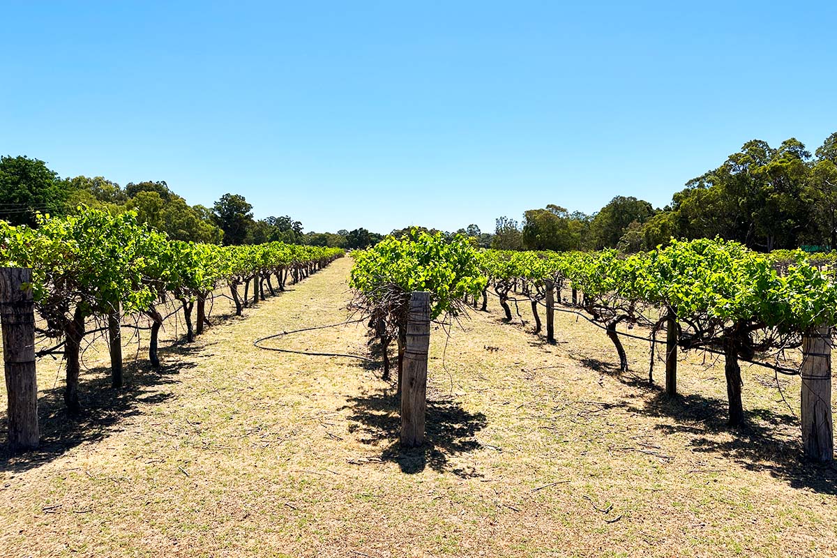 Perth Swan Valley vineyard