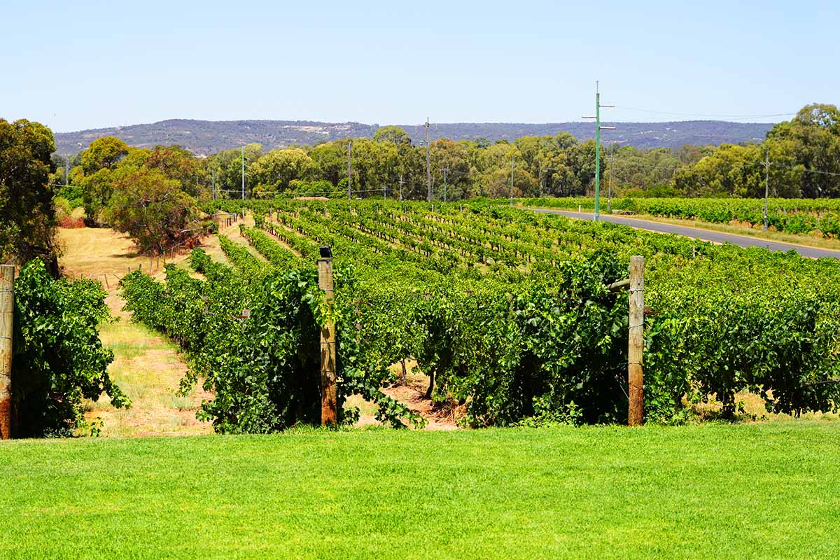 black swan grape view