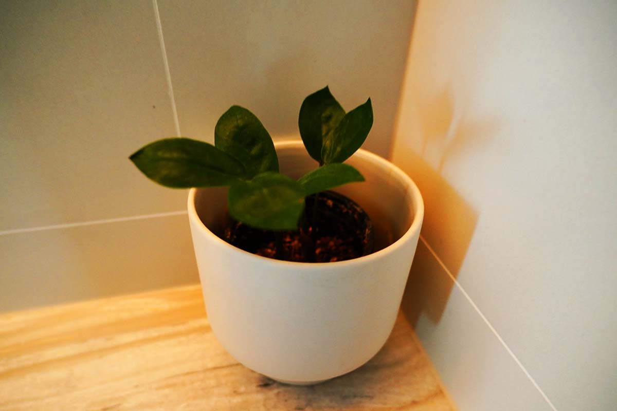 The Westin Perth Club Suite green plants