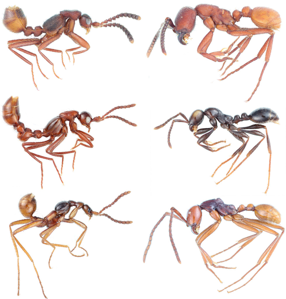 f:id:dantyutei:20160121165344j:plain