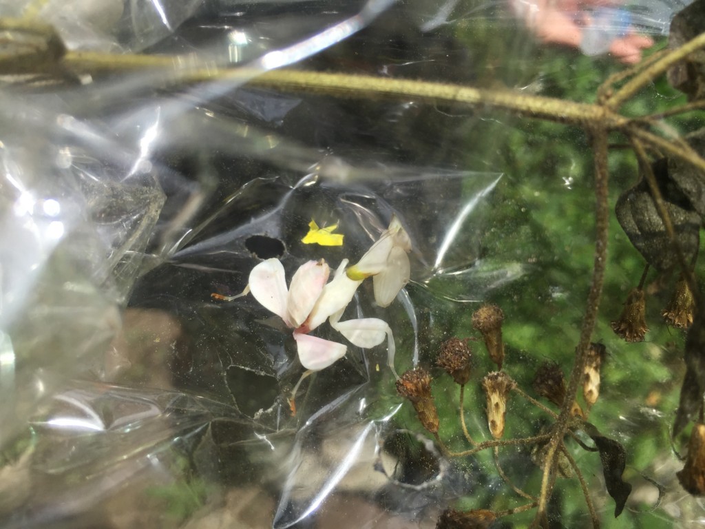 f:id:dantyutei:20170103123502j:plain