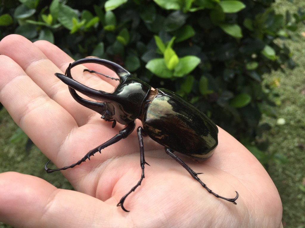 f:id:dantyutei:20170104111609j:plain