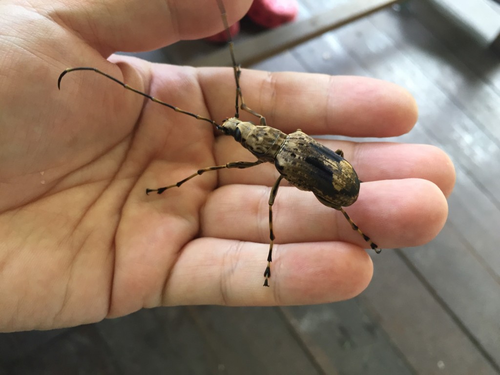 f:id:dantyutei:20170104120442j:plain