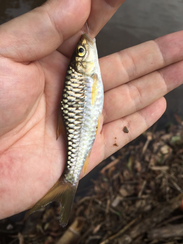 f:id:dantyutei:20170104163824j:plain