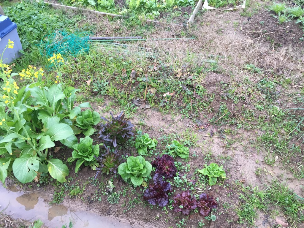 f:id:dantyutei:20170108152404j:plain