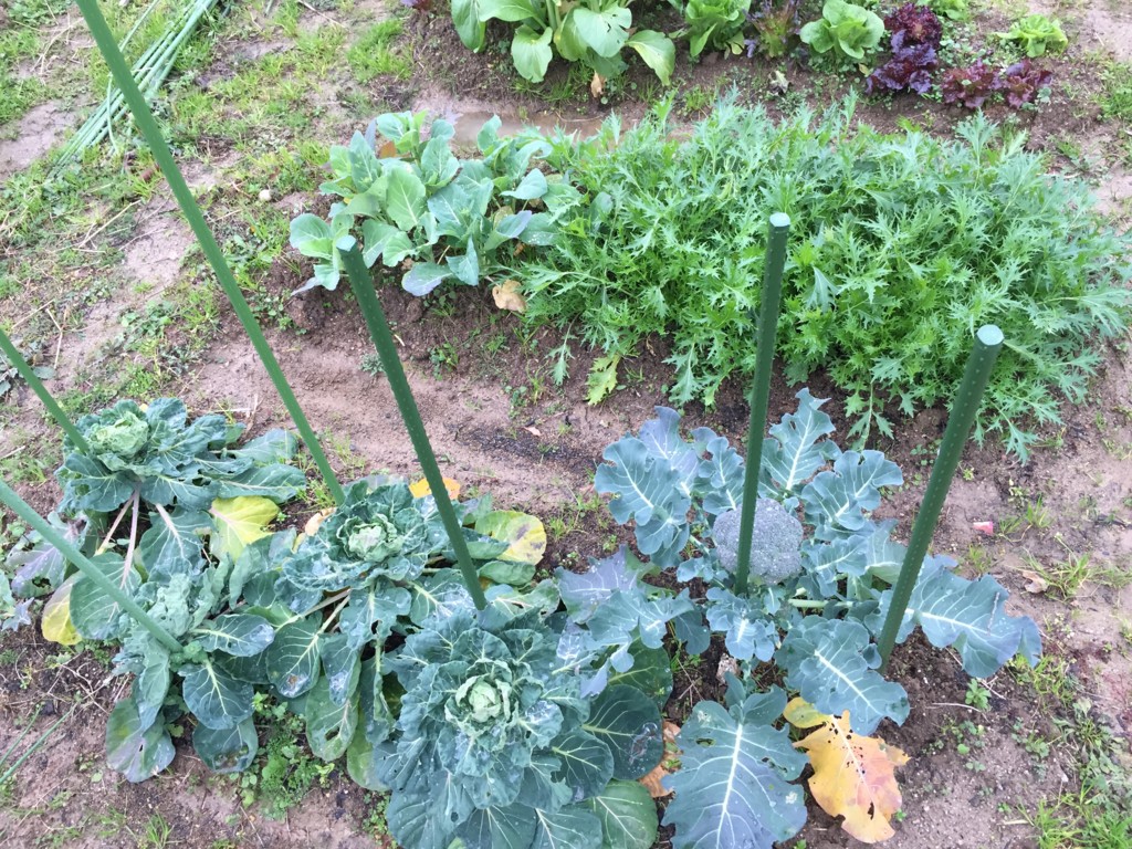 f:id:dantyutei:20170108152415j:plain