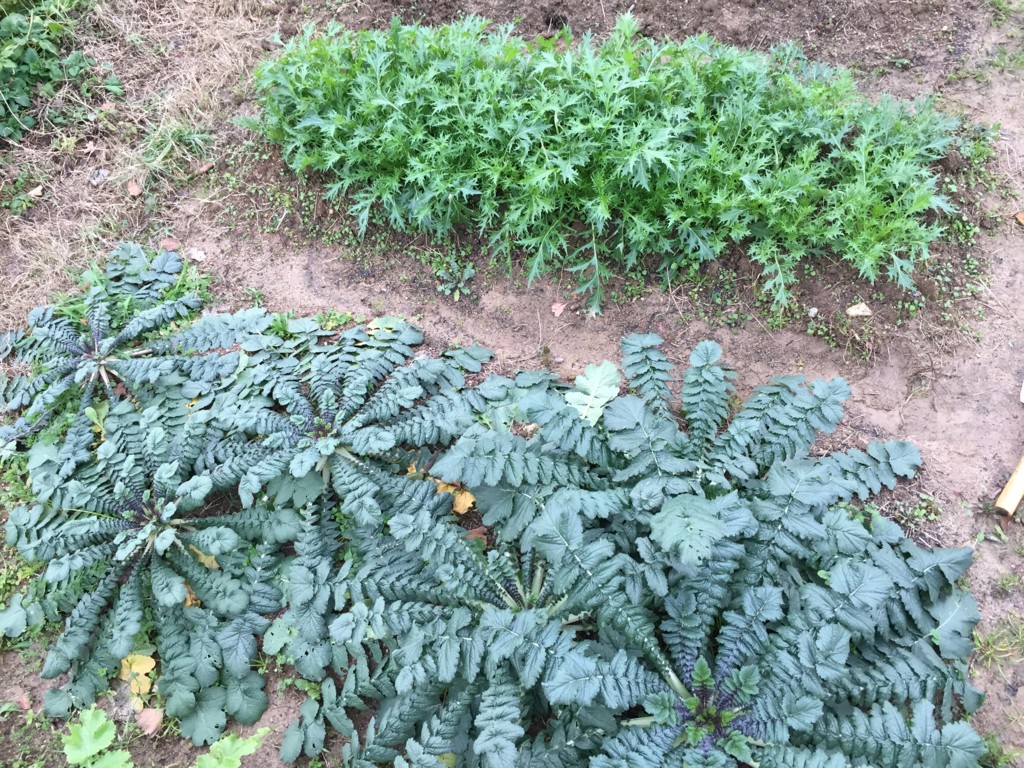 f:id:dantyutei:20170108152431j:plain