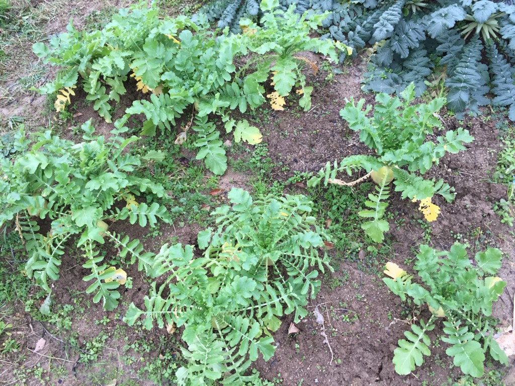 f:id:dantyutei:20170108152438j:plain