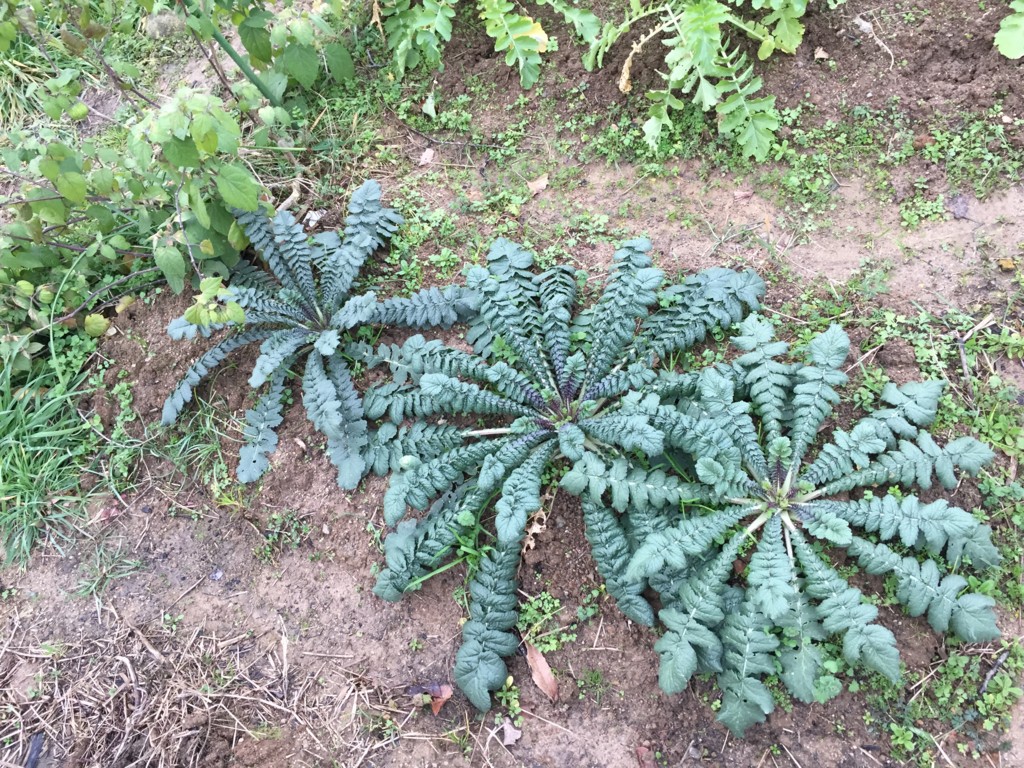 f:id:dantyutei:20170108152446j:plain