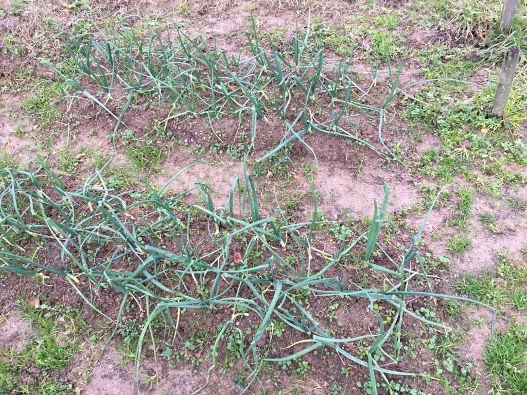 f:id:dantyutei:20170108152500j:plain