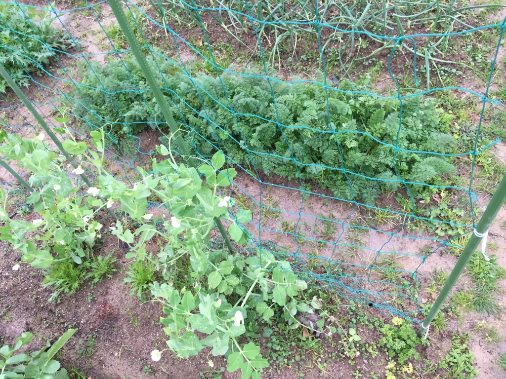 f:id:dantyutei:20170108152510j:plain