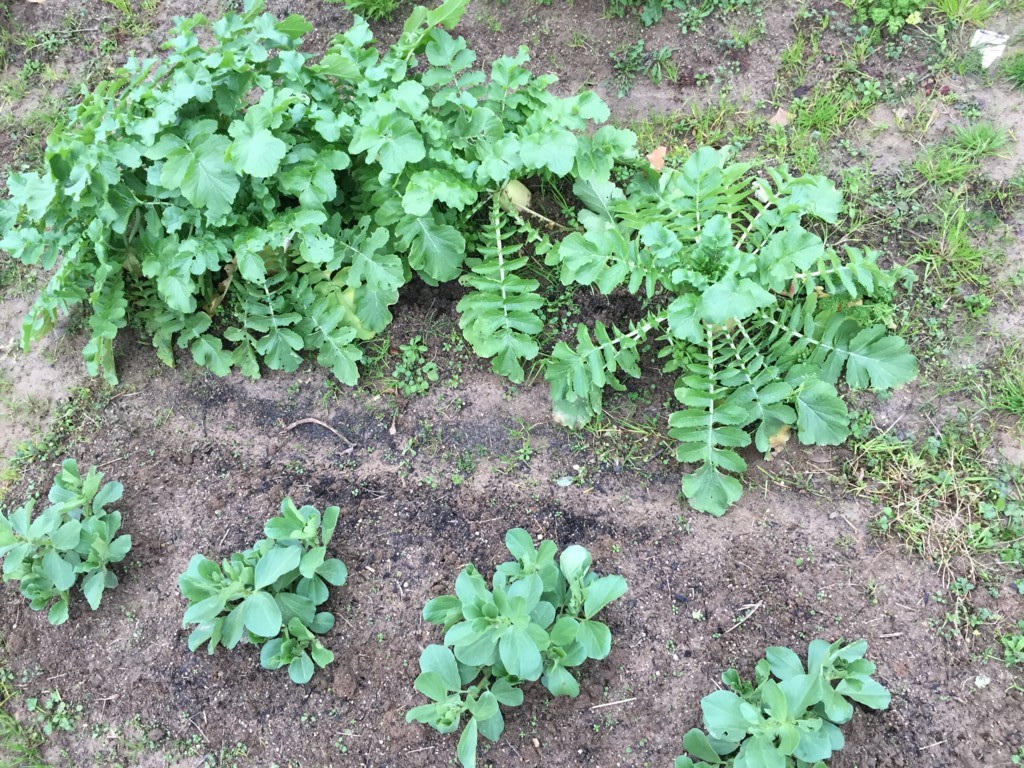 f:id:dantyutei:20170108152517j:plain