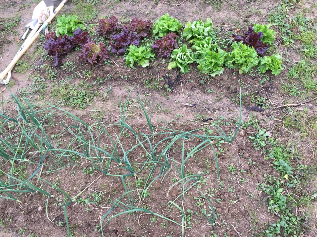 f:id:dantyutei:20170108152526j:plain