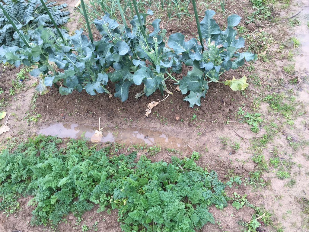 f:id:dantyutei:20170108152535j:plain